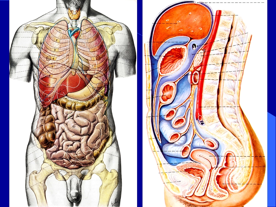 中、下腹部脏器的应用解剖.ppt_第2页