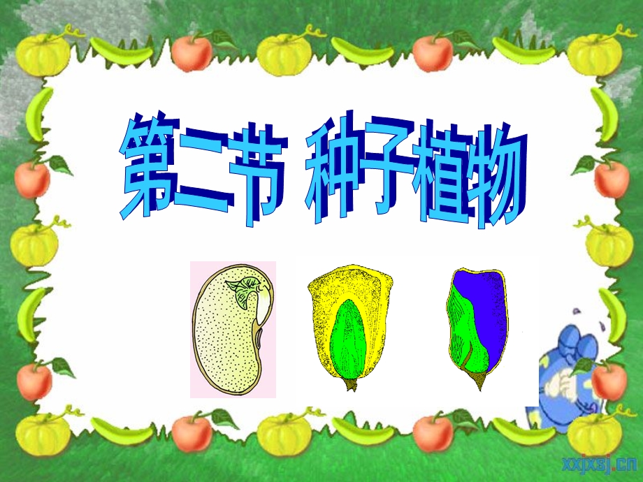 种子的结构公开课张文君（25ppt缺视频）人教版.ppt_第1页