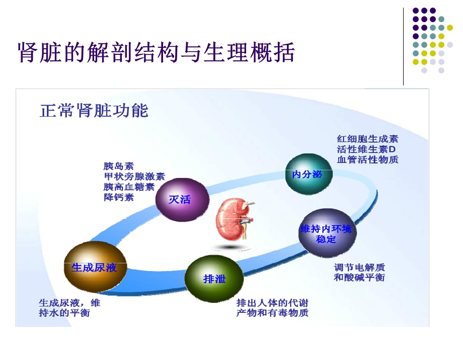 2016尿液检查分析.ppt_第3页