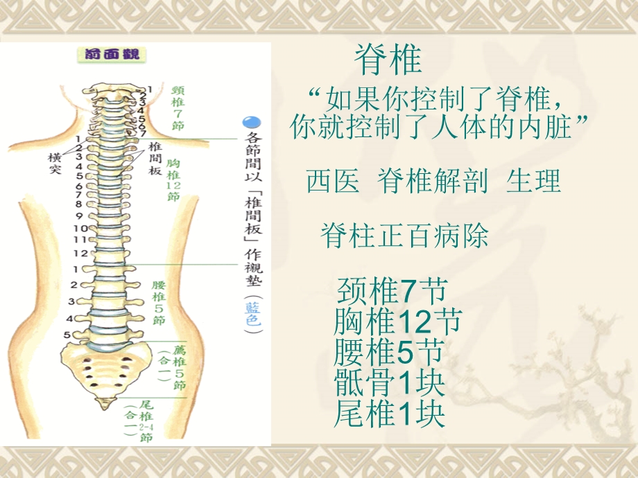 肩颈专业知识_图文.ppt_第2页