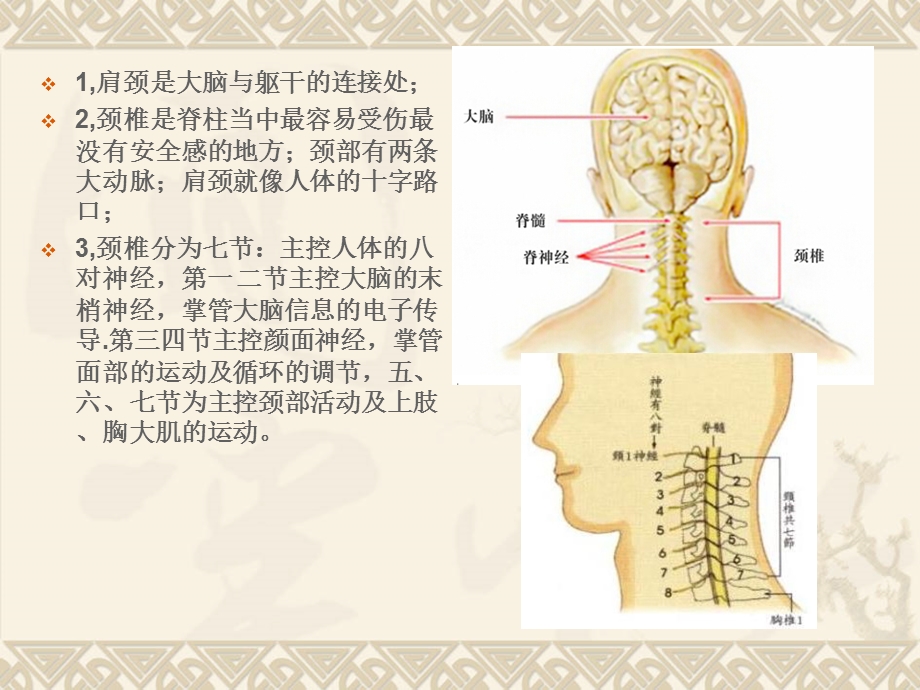 肩颈专业知识_图文.ppt_第3页