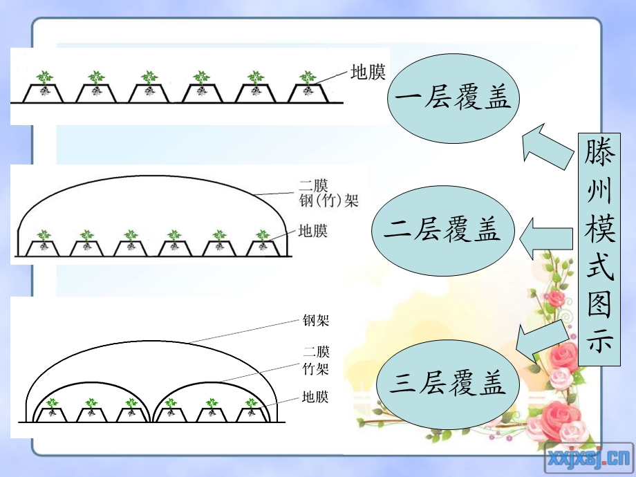 马铃薯多层覆盖高效栽培技术滕州农业局张家森.ppt_第3页