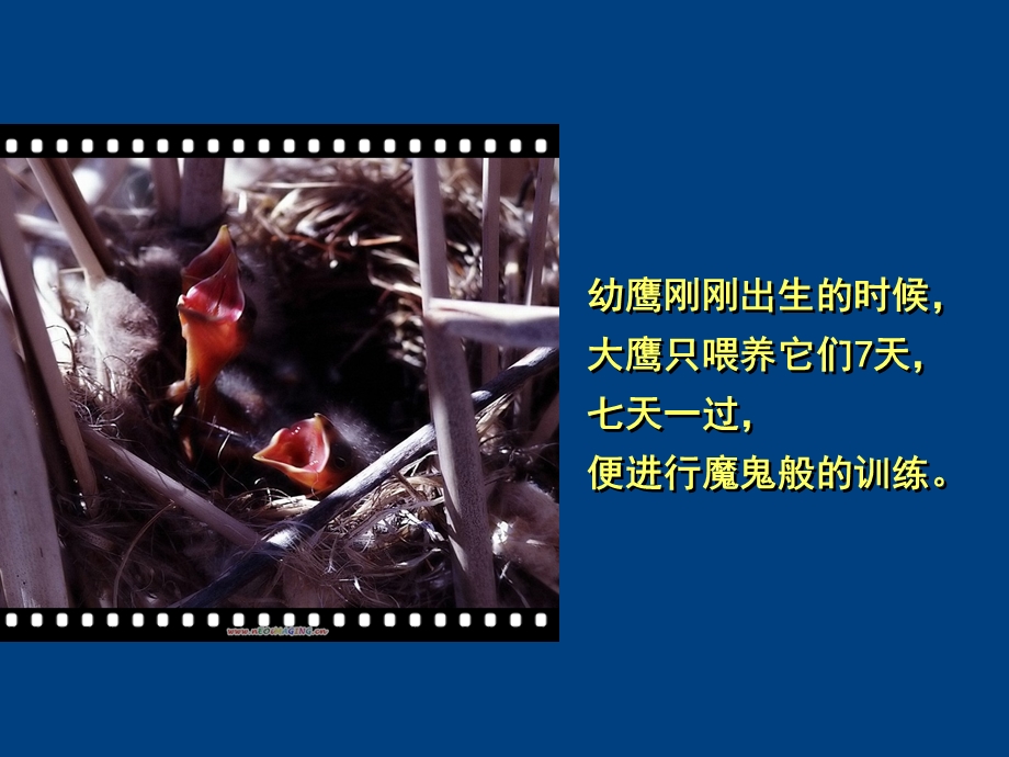 鹰的成长.ppt_第3页