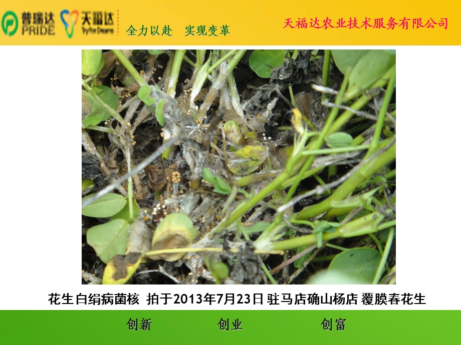 花生白绢病症状与发病特点及丰洽根保防治情况.ppt_第3页