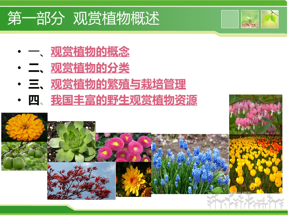 《植物资源利用与生物多样性专题》课程作业(1).ppt_第3页