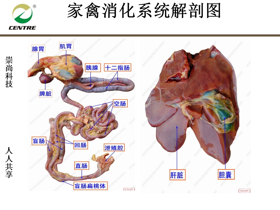 家禽消化道疾病防治方案.ppt_第3页