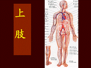 上肢局解.ppt