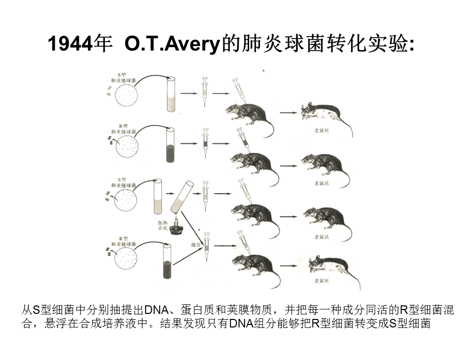 重组DNA技术0613.ppt_第3页