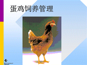 蛋鸡饲养管理.ppt.ppt