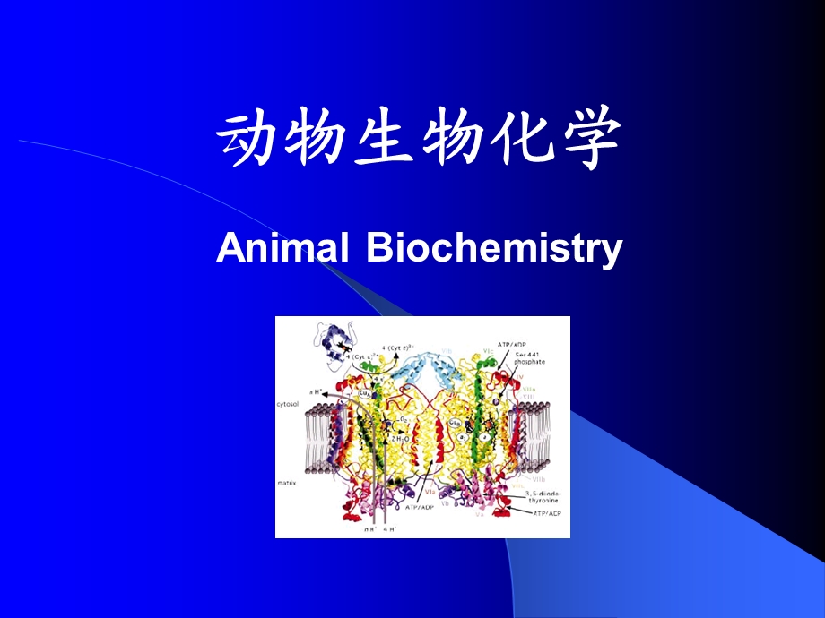 动物生物化学(PPT34).ppt_第1页