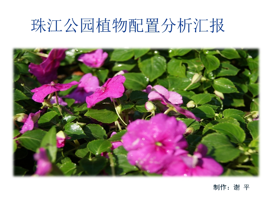 珠江公园植物分析汇报.ppt_第1页