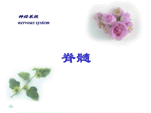 神经系统脊髓.ppt