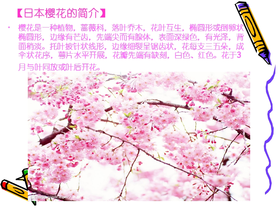 日本的樱花.ppt.ppt_第3页