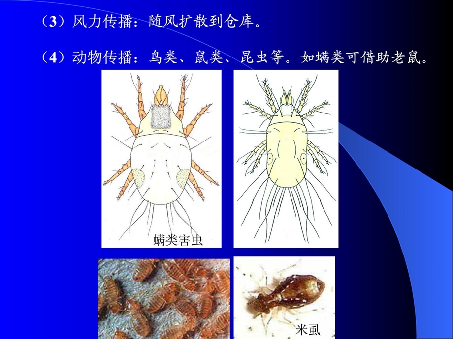 [精华]11.3.16 第七章 种子仓库有害生物防治.ppt_第3页