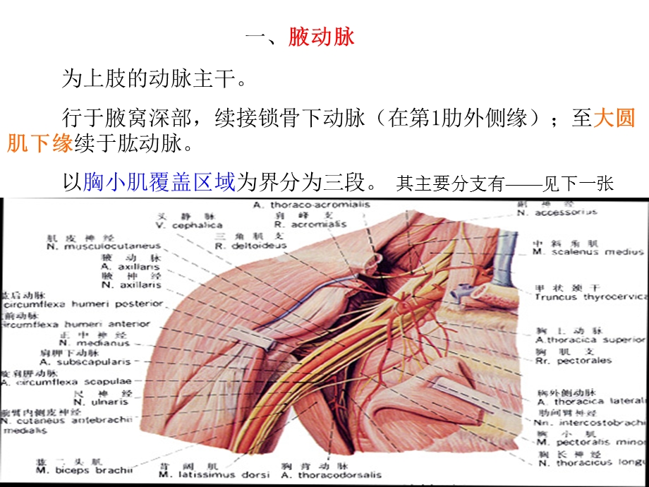 16四肢动脉.ppt_第1页