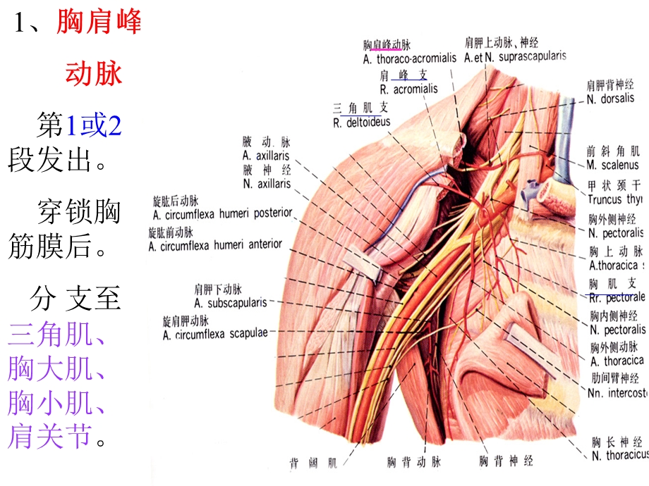 16四肢动脉.ppt_第2页