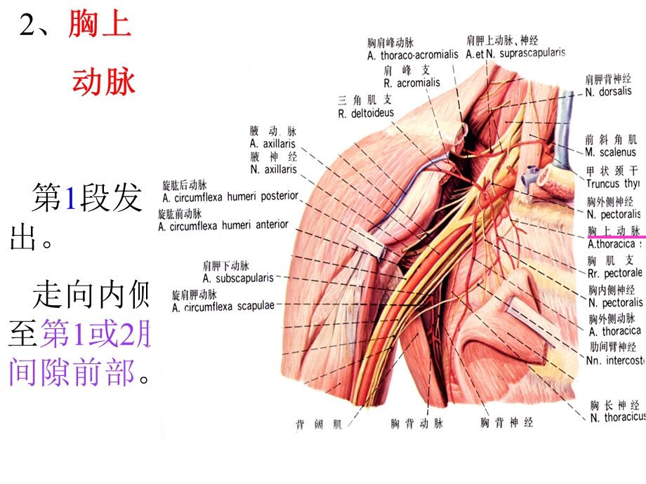 16四肢动脉.ppt_第3页