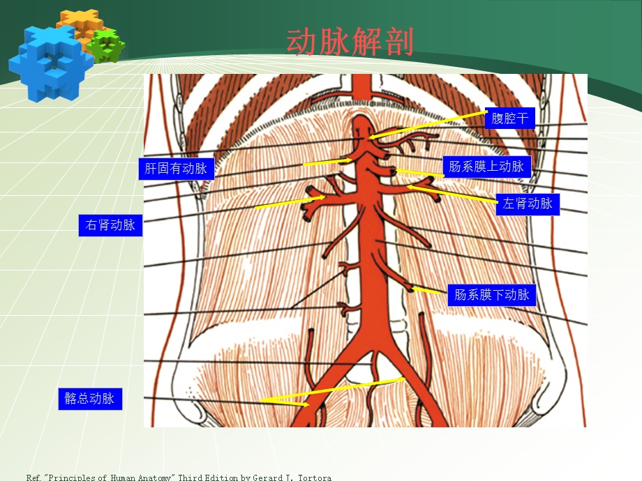 腹主动脉瘤.ppt_第2页