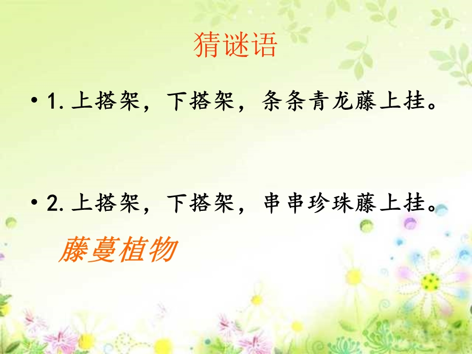 爬山虎的脚.ppt_第2页