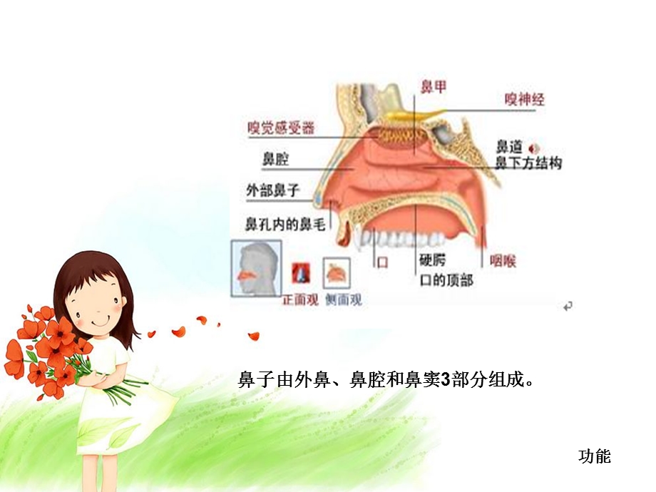 呵护我们的鼻子.ppt_第3页