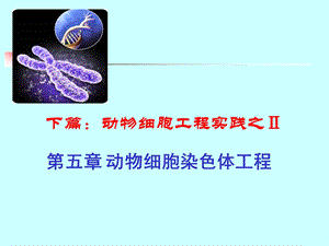 第五章 动物细胞染色体工程.ppt.ppt