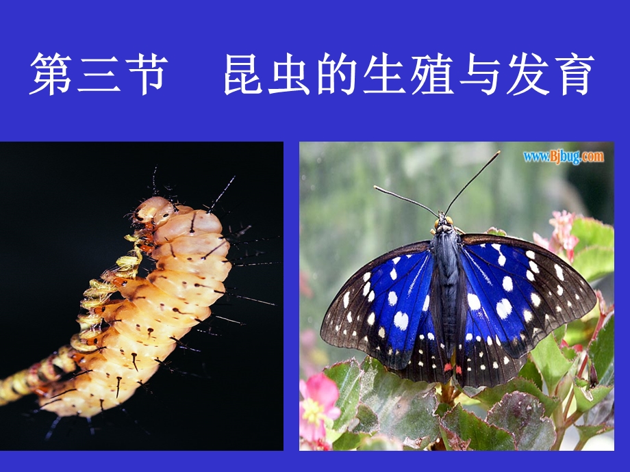 苏教版初中生物课件《昆虫的发育》 .ppt_第2页