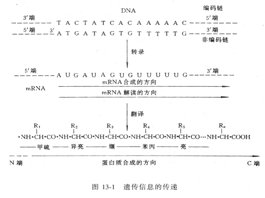 蛋白质的生物合成.ppt_第3页