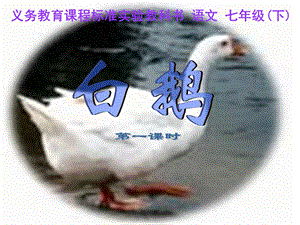 （语文版）初中语文七级下册《白鹅》课件.ppt