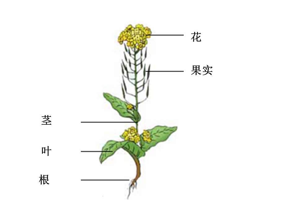 教科版小学科学四级下册《油菜花开了》课件.ppt_第2页