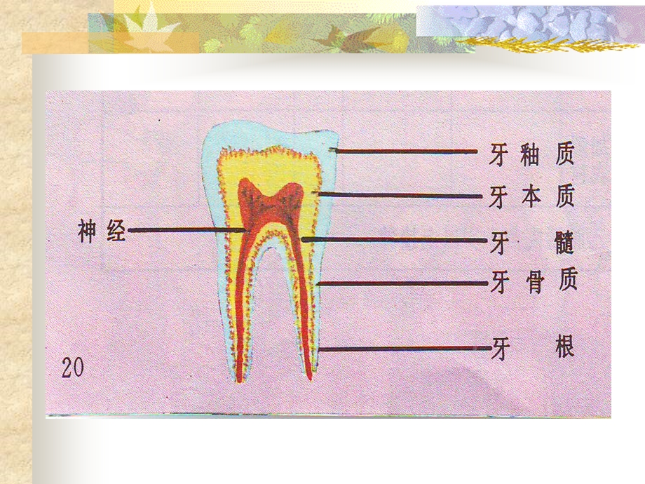 【幼儿园健康教育PPT课件】牙齿的构造与功能.ppt_第3页