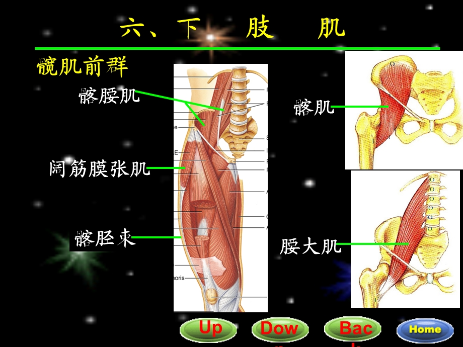 7四肢肌02.ppt_第3页