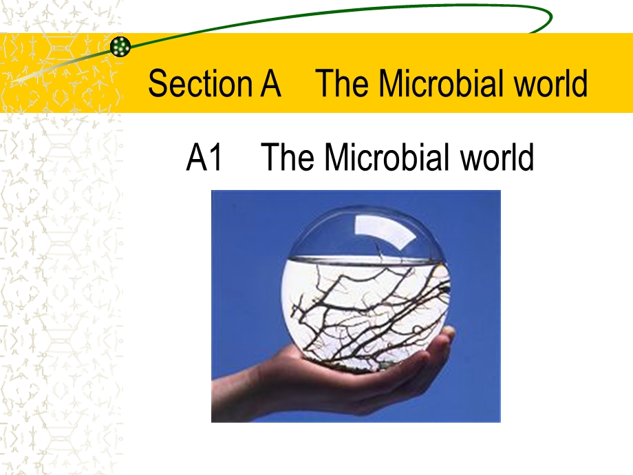 水处理微生物学（中英文对照） .ppt_第3页