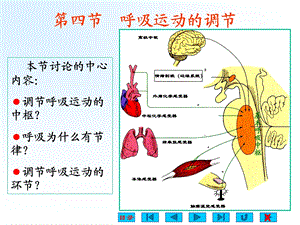 第四节 呼吸运动的调节【精选PPT】 .ppt