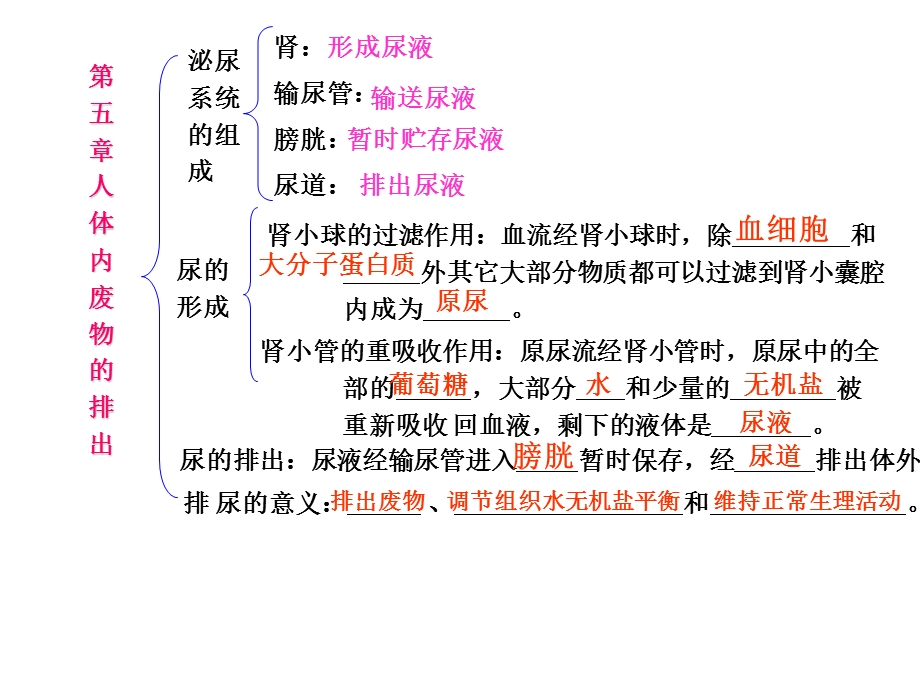 上课用第五章人体内废物的排出 2.ppt_第2页