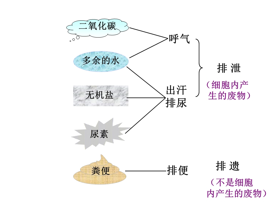 上课用第五章人体内废物的排出 2.ppt_第3页