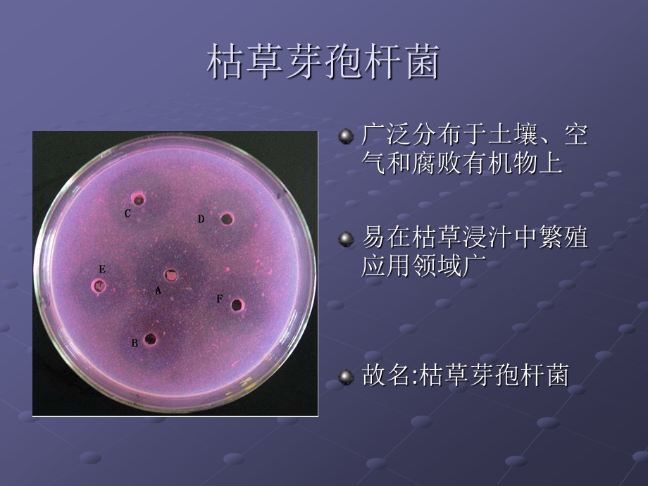 枯草芽孢杆菌.ppt_第2页