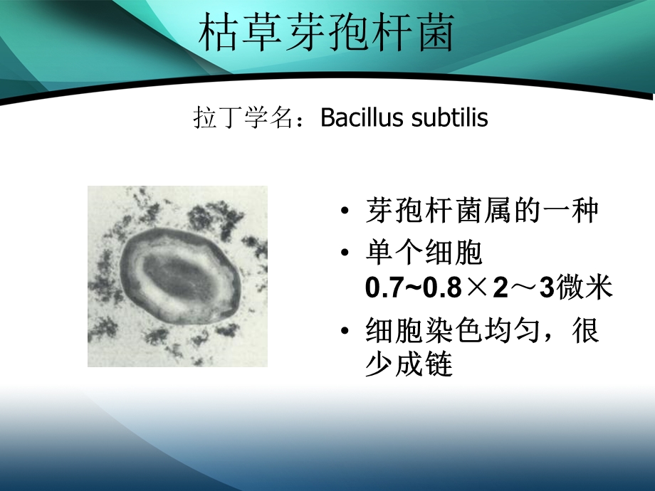 枯草芽孢杆菌.ppt_第3页