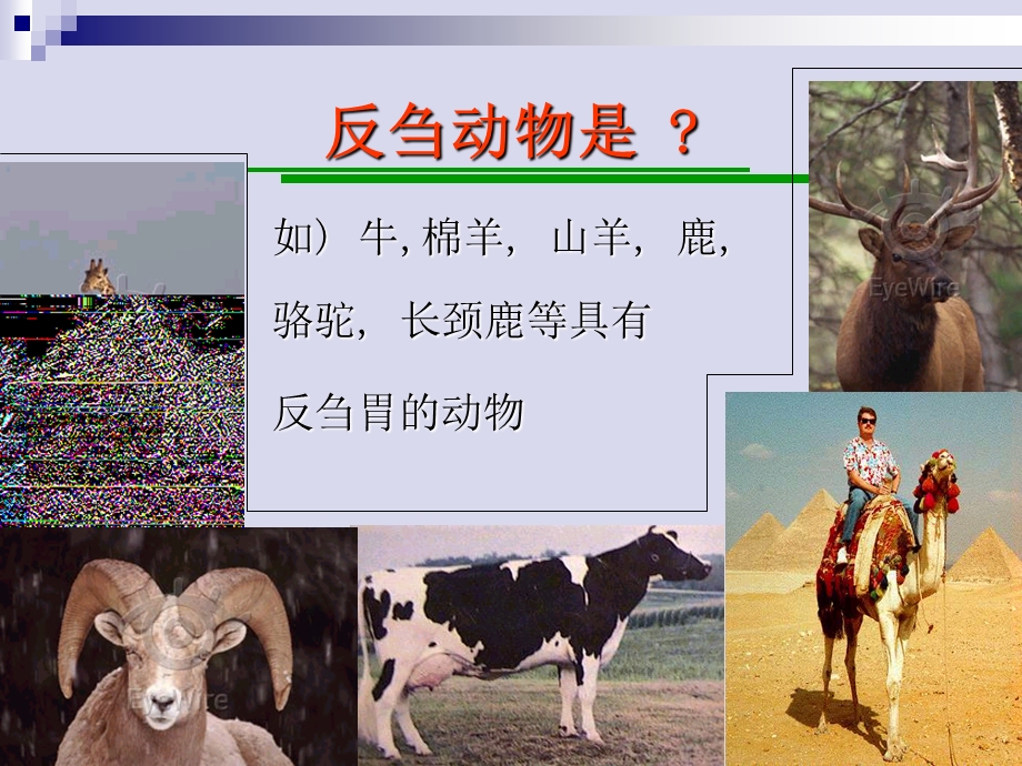 反刍动物消化与生理.ppt_第2页