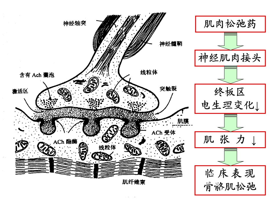 肌肉松弛药合理应用专家共识.ppt_第2页