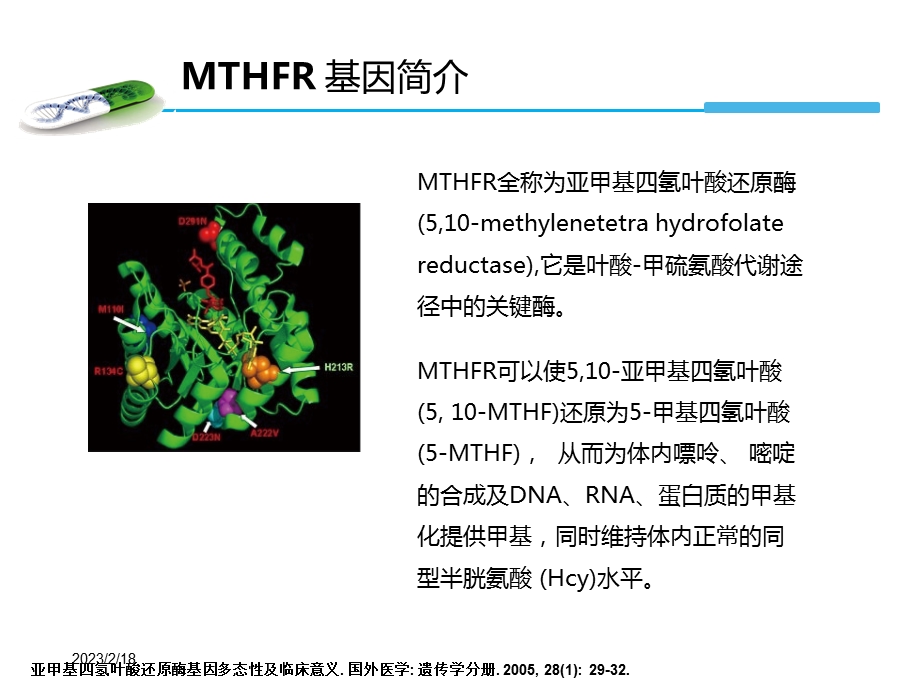 mthfr基因检测与叶酸代谢(产科方向).ppt_第3页