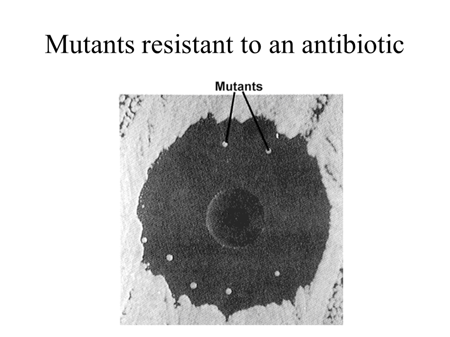 Microbial GeneticsPortland State University：微生物遗传学波特兰州立大学.ppt_第2页