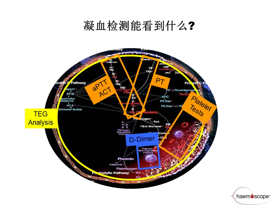 TEG血栓弹力图试验临床使用介绍.ppt_第3页