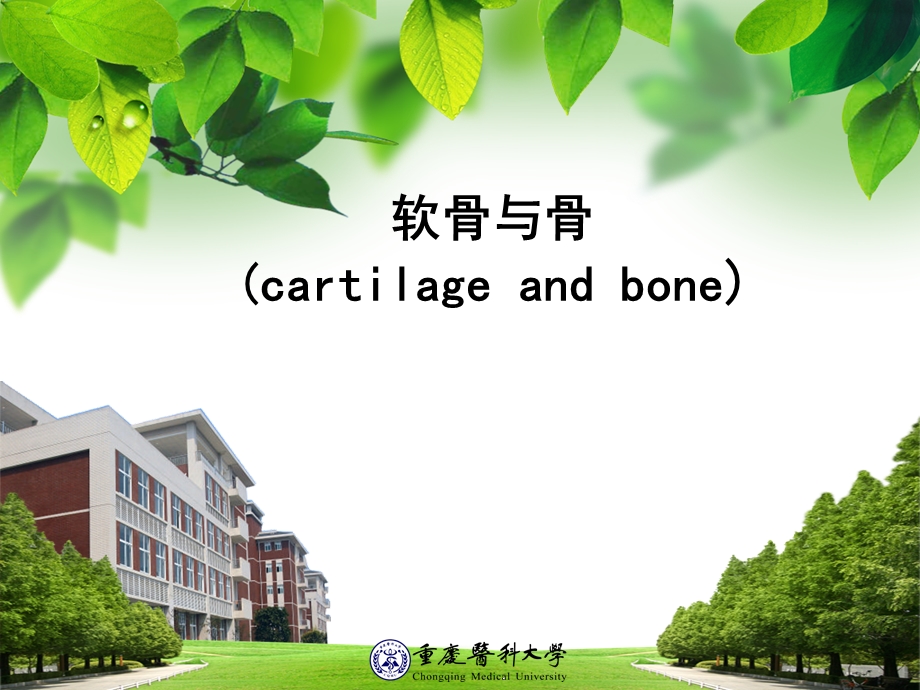 软骨组织胚胎学.ppt_第1页