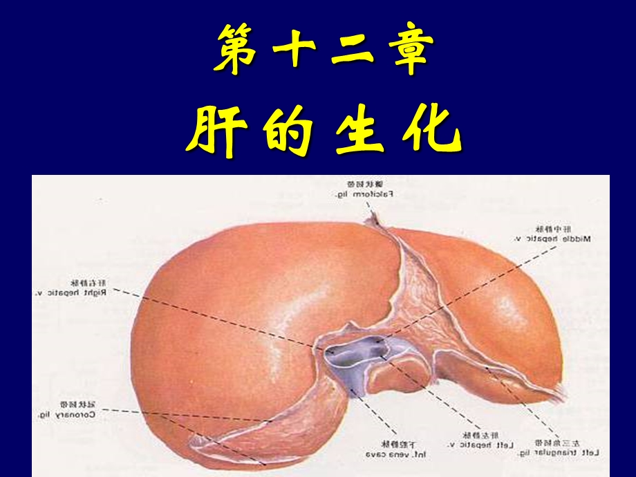 肝胆生化.ppt_第1页