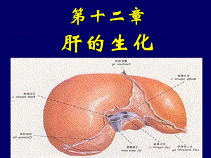 肝胆生化.ppt