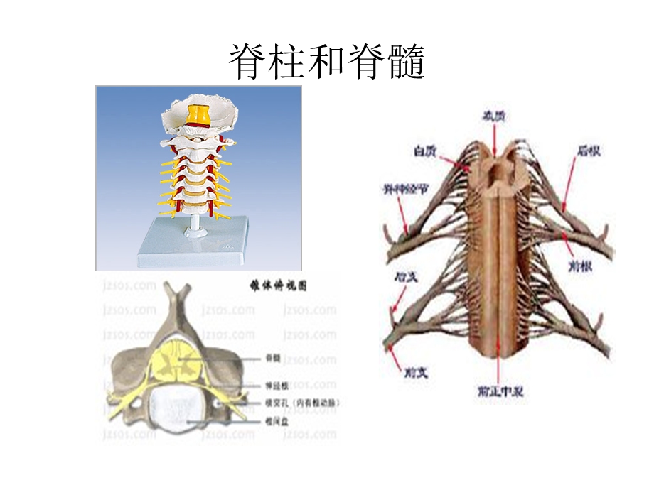 椎管疾病及术后护理.ppt_第3页