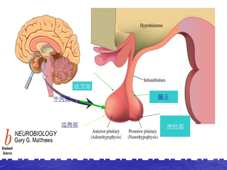 垂体.ppt.ppt_第2页