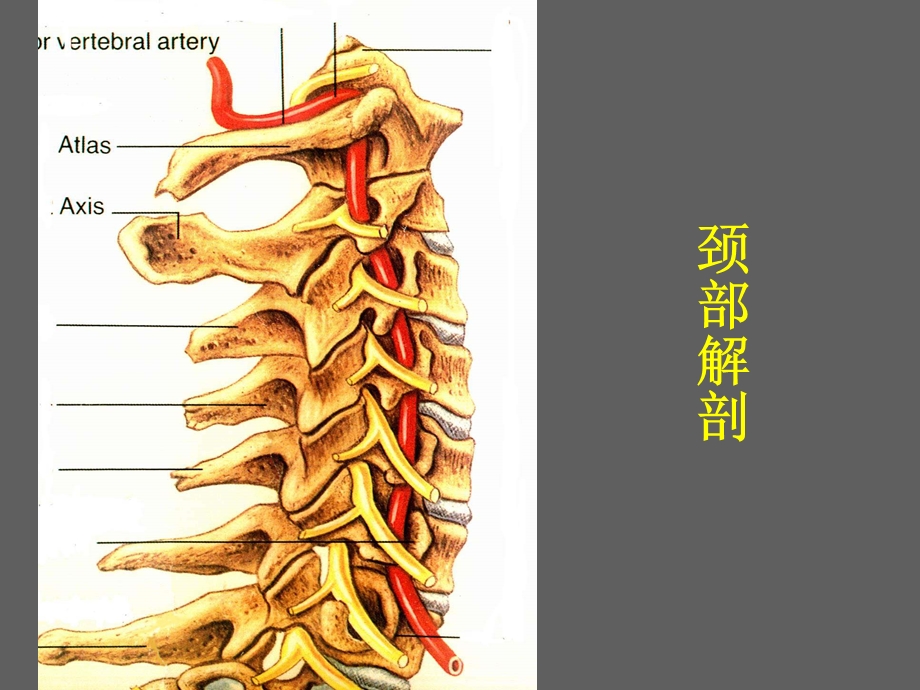 颈肩痛医院培训PPT.ppt_第3页