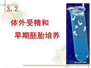 体外受精和早期胚胎培养(上课).ppt