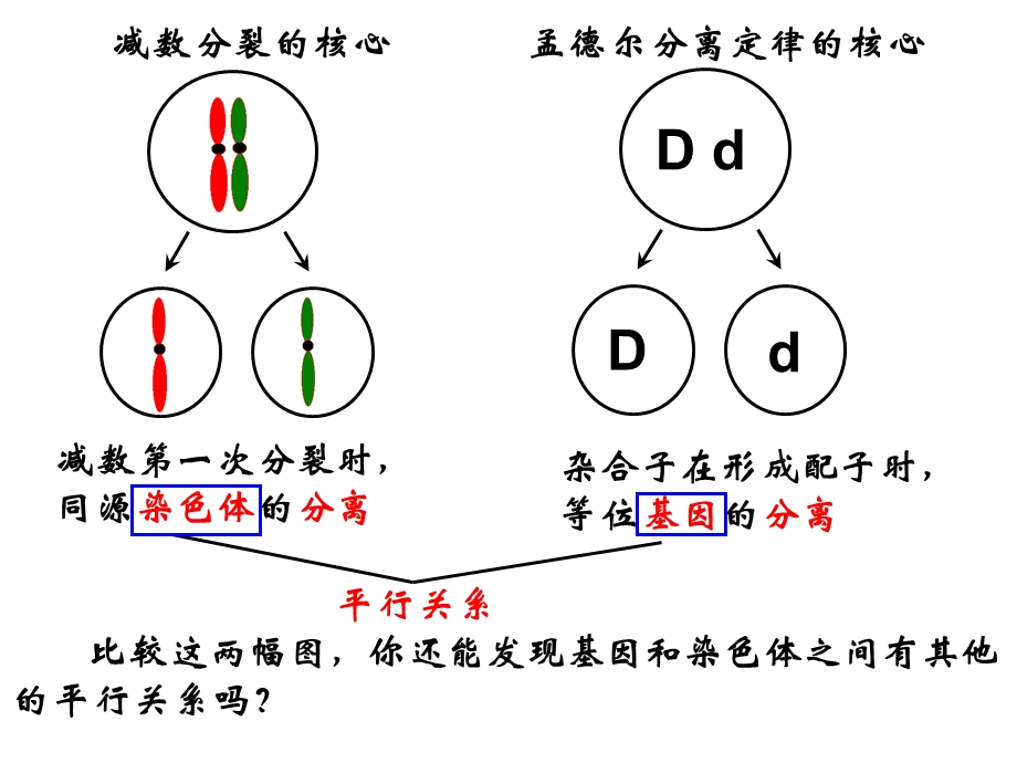 基因在染色体上课件.ppt_第2页